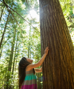 enfant avec un arbre