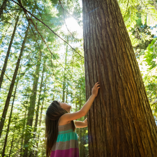 enfant avec un arbre